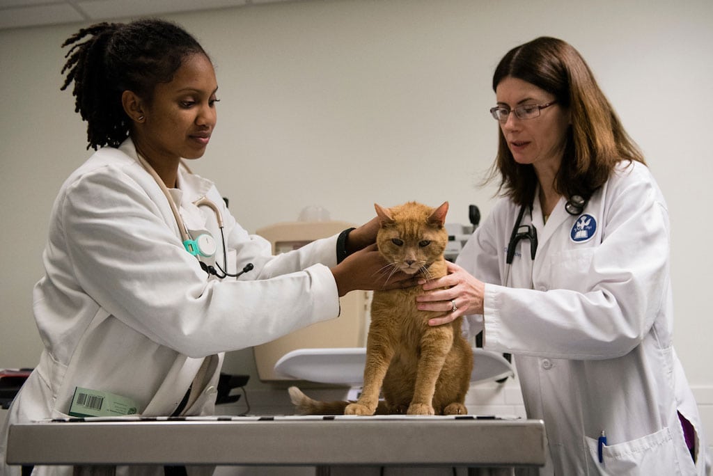 Student Camille Barnes and Dr. Orla Mahony, Endocrinologist and small animal internist, examine Max, an orange cat, during an appointment at the Foster Hospital for Small Animals in 2016.